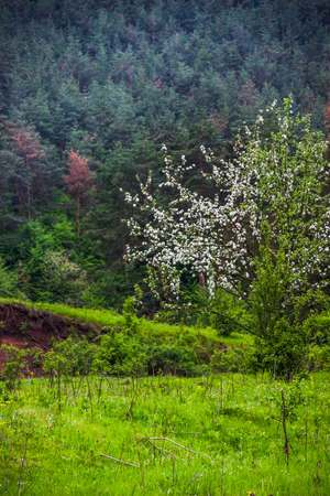 a blossoming wild apple tree near the pine forest in Ukrainian villageの写真素材