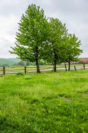 some trees near the wooden fence on the edge of the Ukrainian villageの写真素材
