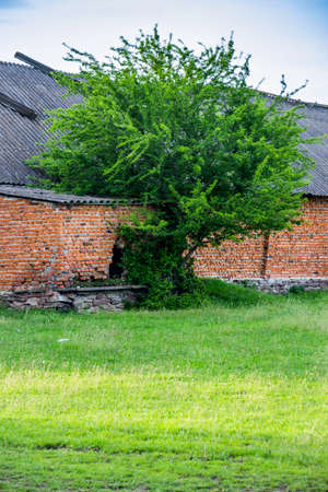 a lonely tree near the big brick barn in ukrainian villageの写真素材