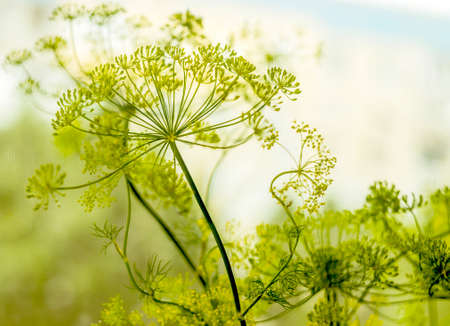 close-up of a fresh dill (Anethum graveolens) growing in the gardenの写真素材