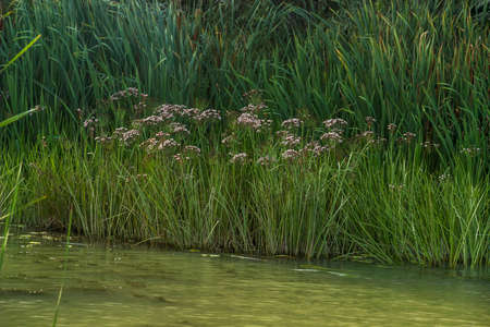 close-up of a reeds on the river waterの写真素材
