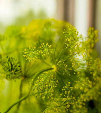 close-up of a fresh dill (Anethum graveolens) growing in the garden