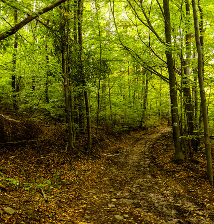 a wild bike path in the ukrainian Carpathian forest with bicycle route sign on a tree