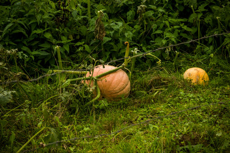 a big fresh ripe pumpkins in the gardenの写真素材