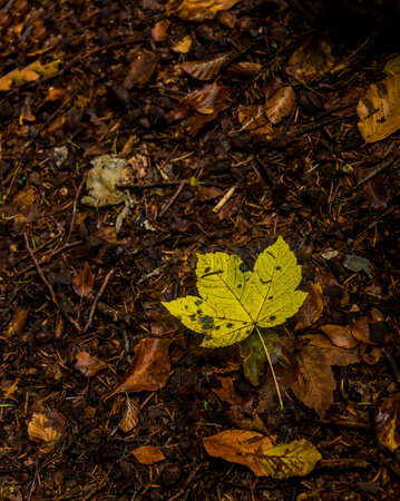 close-up of a lonely yellow fallen maple leaf on the ground in the forestの写真素材