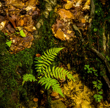 close-up of a fern leaves in the forestの写真素材