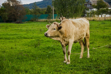 a young cow grazing on the field in Ukrainian villageの写真素材