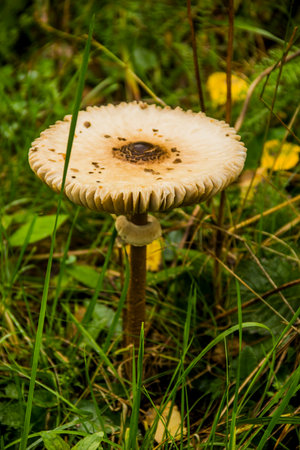 close-up of a eatable parasol mushroom (Macrolepiota procera) in the forestの写真素材