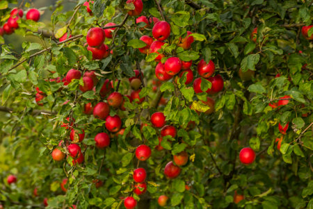 close-up of a red ripe fruits of an apple tree on a tree branchの写真素材