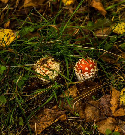 close-up of a red poisonous mushroom Amanita Muscaria in the forestの写真素材