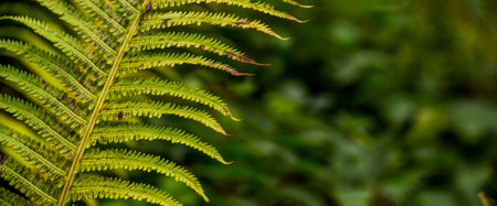 close-up of a fern leaf in the forest with blurry backgroundの写真素材