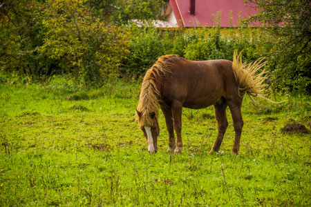 a bay horse eat the grass on the backyardの写真素材
