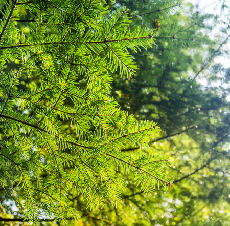 close-up branch of European silver fir (Abies alba)の写真素材