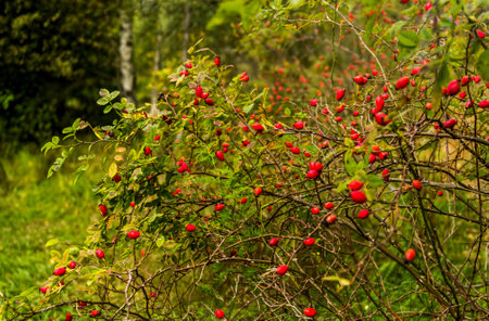 a rose hip bush with red ripe berries in the forestの写真素材