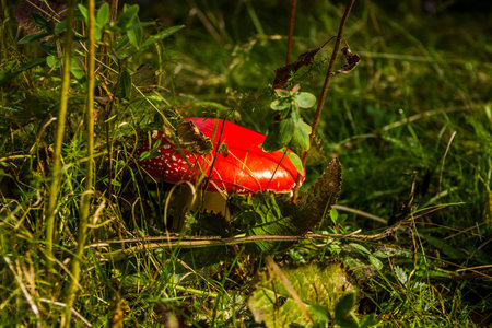 close-up of a red poisonous mushroom Amanita Muscaria in the forestの写真素材