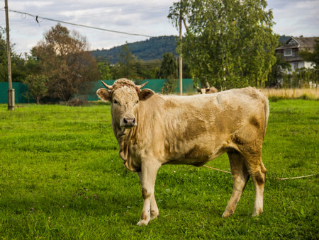 a young cow grazing on the field in Ukrainian villageの写真素材