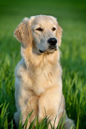 portrait of a beautiful young dog - golden retrieverの写真素材