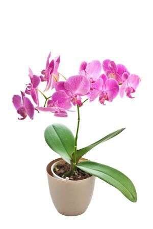 Beautiful pink Orchid, isolated on a white background の写真素材