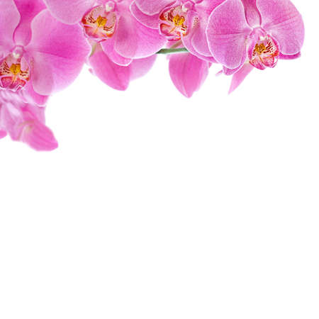 Beautiful pink Orchid, isolated on a white background の写真素材