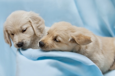 Two small puppyl - golden retriverの写真素材