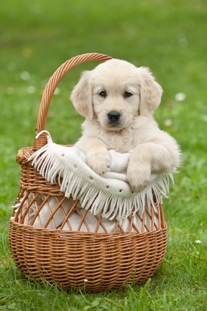 Golden Retriever puppy in a wicker basketの写真素材
