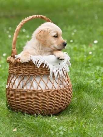 Golden Retriever puppy in a wicker basketの写真素材