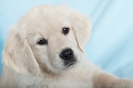 Beautiful small puppy on blue background - golden retrieverの写真素材