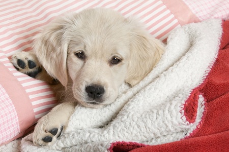 Small puppyl - golden retrieverの写真素材