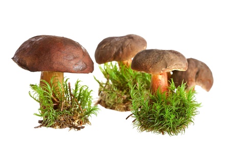 Mushroom Bay Bolete  Boletus badius  isolated on the white background の写真素材
