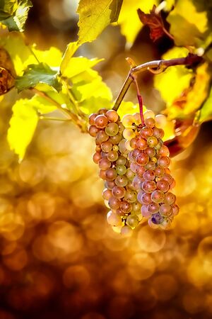 Bunch of grapes in vineyardの写真素材