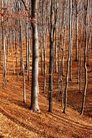 Colour beech forest in autumn の写真素材