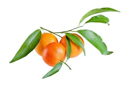Tangerines with leaves on a white background の写真素材