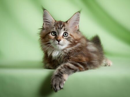 Portrait of sweet pet catの写真素材