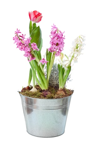 Spring hyacinth in flower pot isolatedの写真素材