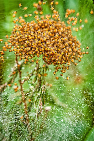 Oodles of newly hatched yellow spidersの写真素材