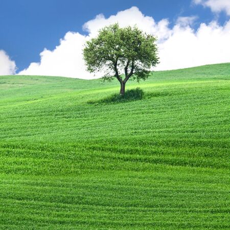 Beautiful landscape with blue sky and treeの写真素材