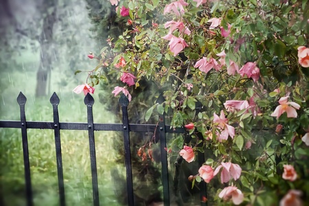 Dreamy rose garden with metal fence
の写真素材