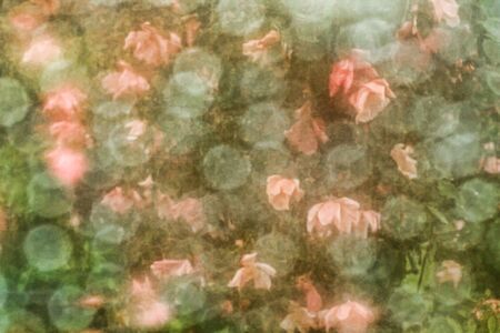 Beauty flower vintage paper backgroundの写真素材