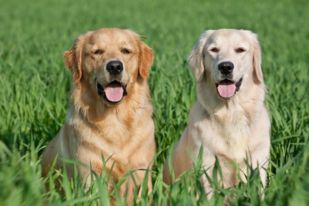 Close Up pair of purebred playful golden retriever dogs outdoors on green grassの写真素材