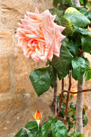 Beautiful pink rose on stony wallの写真素材