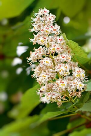 Detail flowers of a chestnutの写真素材