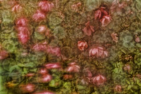 Beauty flower vintage paper backgroundの写真素材