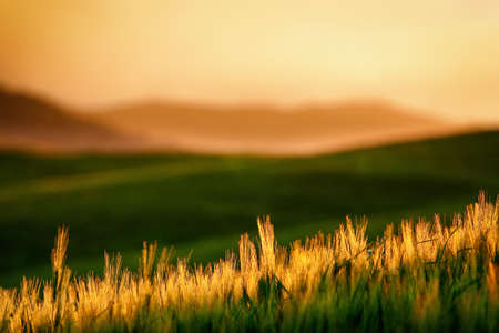 Scenic view of typical Tuscany landscape bei sunsetの写真素材
