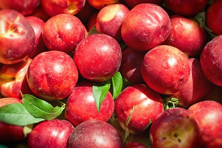 Ripe nectarines ready for saleの写真素材