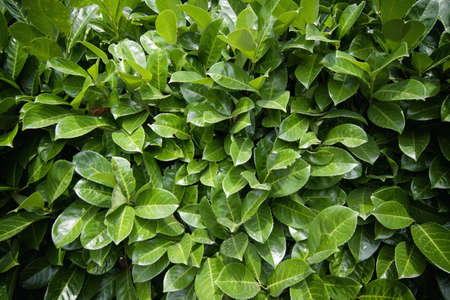 Green leaves, suitable as background