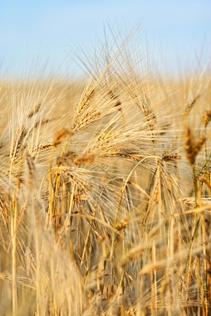 Summer wheet field as backgroundの写真素材