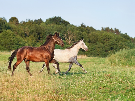 Portrait of a running horseの写真素材