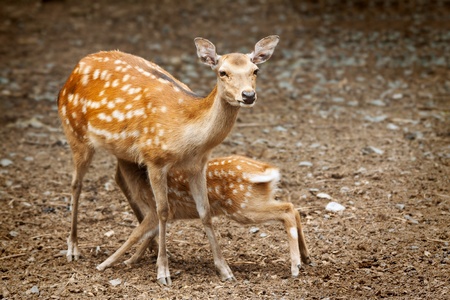 Doe nursing her young fawnの写真素材