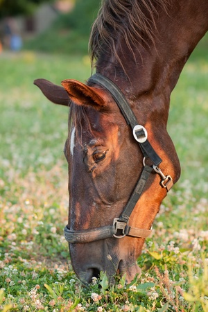 Detail of the head of a horse grazing
の写真素材
