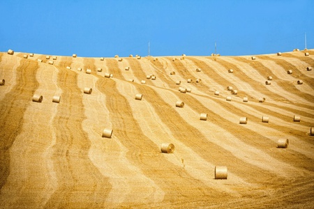 Beautiful golden hay bales on the field as background